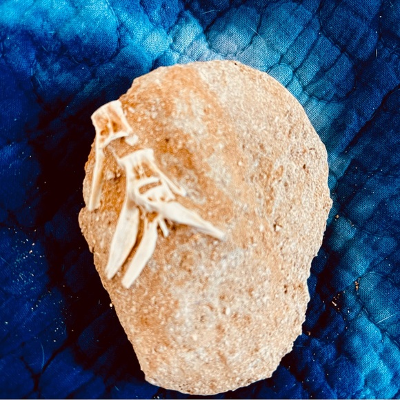 Fish fossil - Picture 2 of 5